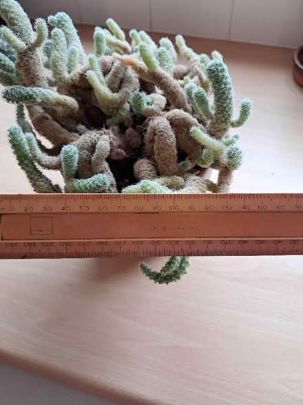 Photo of free Ladyfinger Cactus plant (Amersham HP7) #3