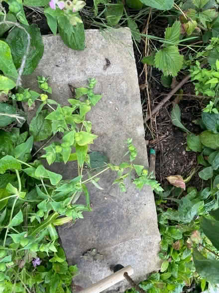 Photo of free Stone steps (Greystones S11) #1