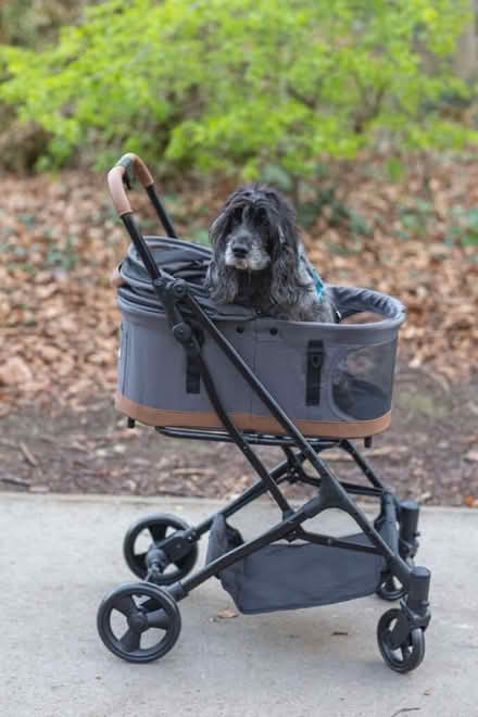 Photo of Dog pram (Clerkenwell EC1R) #2