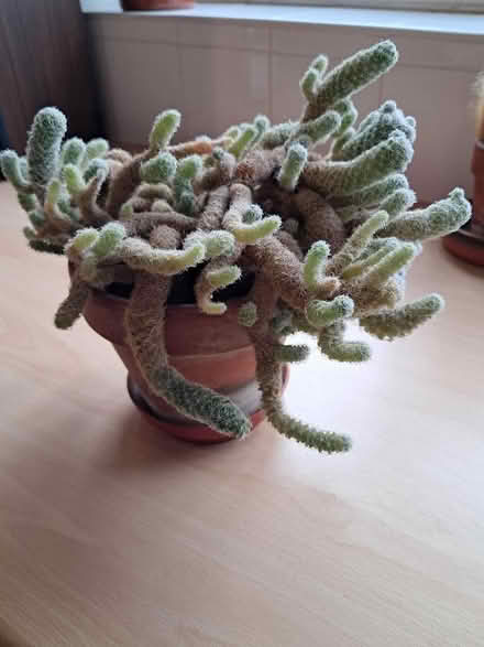 Photo of free Ladyfinger Cactus plant (Amersham HP7) #2