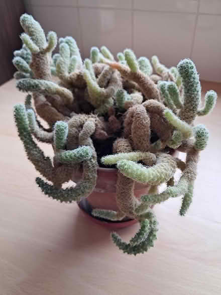 Photo of free Ladyfinger Cactus plant (Amersham HP7) #1