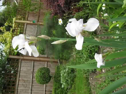 Photo of free Rhizomes and leaves of tall white iris plants (Croham CR2) #1