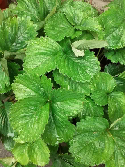 Photo of free Strawberry plants (HX7) #1