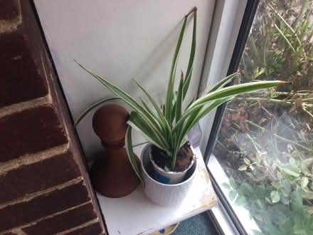 Photo of free Spider plant (GU14) #1