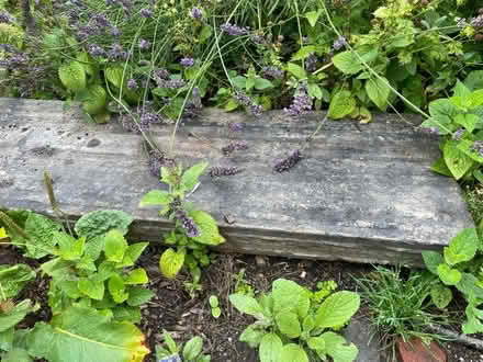 Photo of free Stone steps (Greystones S11) #2