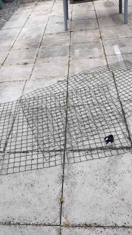 Photo of free Coated wiring - chicken fence? (Crewe CW1) #1