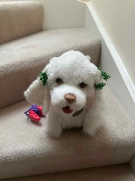 Photo of free Furreal dog (Jesmond) #1