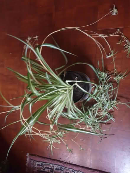 Photo of free Spider plant with Lots of Babies (Breadsall DE21) #2