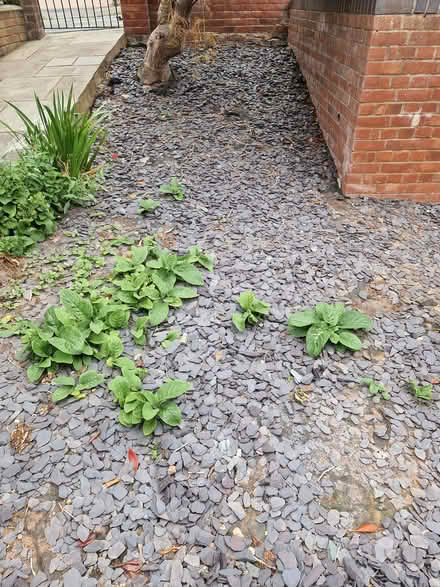 Photo of free Purple Slate Chippings (Tupsley HR1) #1