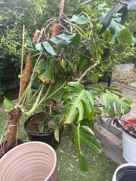 Photo of free House plants and pots (Borrowash DE72) #1