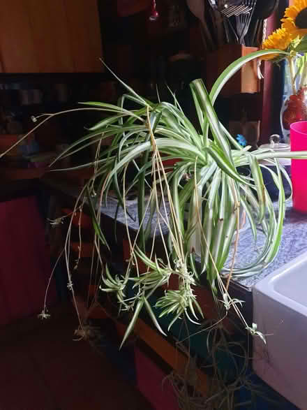 Photo of free Spider plant with Lots of Babies (Breadsall DE21) #1