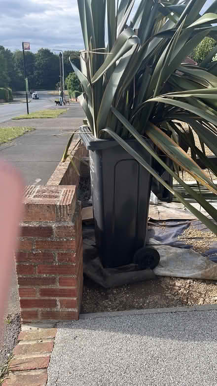 Photo of free New Zealand flax plants (Seaford BN25) #1