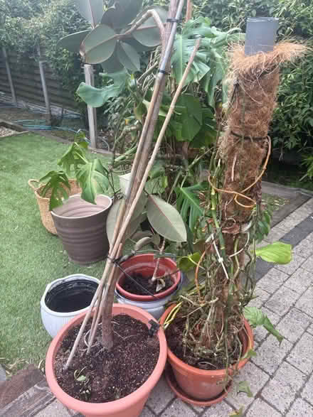 Photo of free House plants and pots (Borrowash DE72) #2
