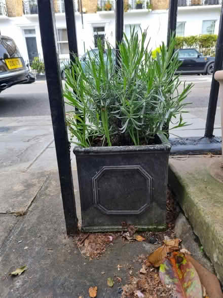 Photo of free Garden Pots (World's End SW10) #1