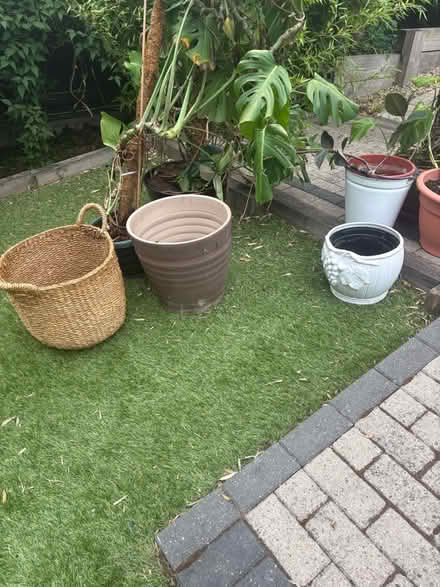 Photo of free House plants and pots (Borrowash DE72) #3