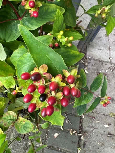 Photo of free Garden plant (Longsight M18) #2