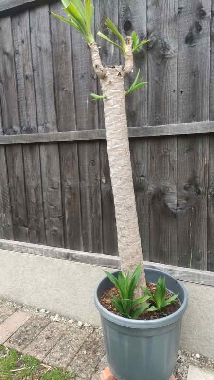 Photo of free Yucca plant (Chislehurst BR7) #1