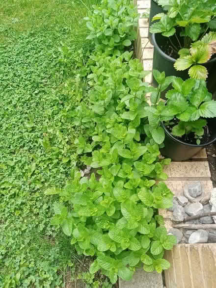 Photo of free Fresh Mint (Barkerend, BD3) #2