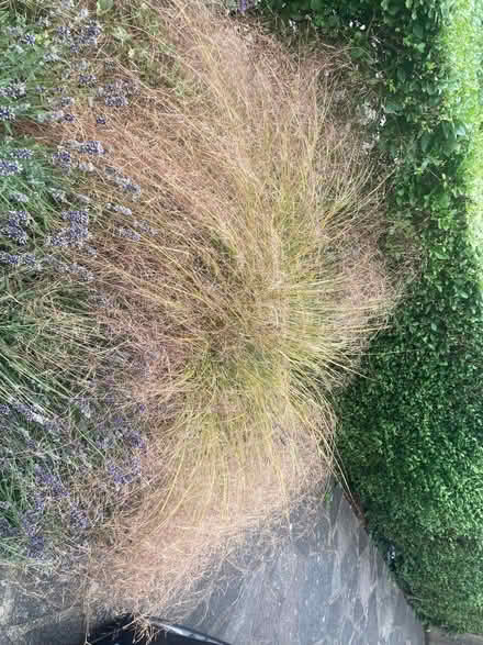 Photo of free Ornamental grass (Riddlesdown CR8) #1