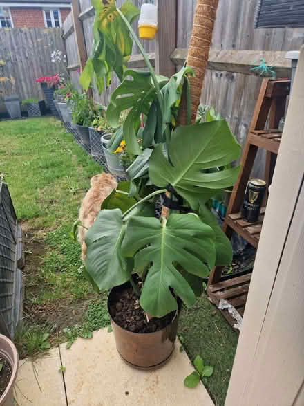 Photo of free Plant for rehoming (Telford and Wrekin TF4) #2