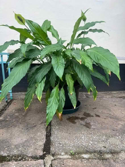 Photo of free Large Peace Lily houseplant (Orpington BR6) #3