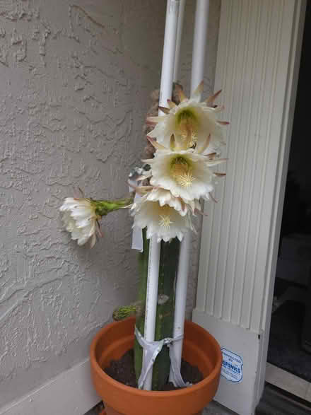 Photo of Pollen from a San Pedro cactus (Bernardo & Iowa, Sunnyvale) #1