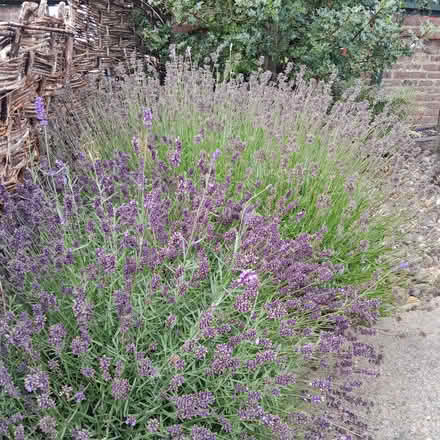 Photo of free Cut lavender (Eastbourne BN22) #1