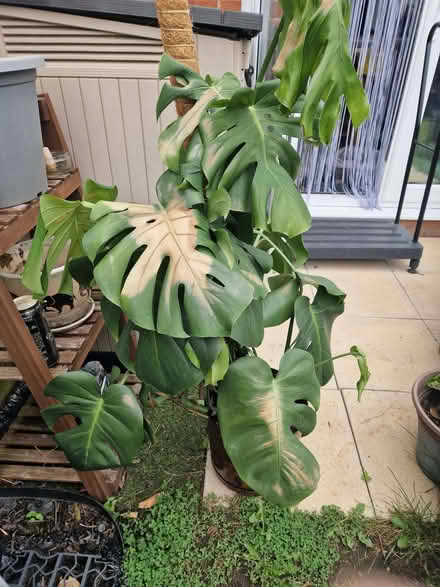 Photo of free Plant for rehoming (Telford and Wrekin TF4) #3