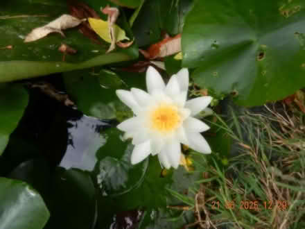 Photo of free Pond Lily (Robinswood GL4) #1