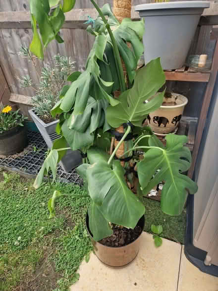 Photo of free Plant for rehoming (Telford and Wrekin TF4) #1