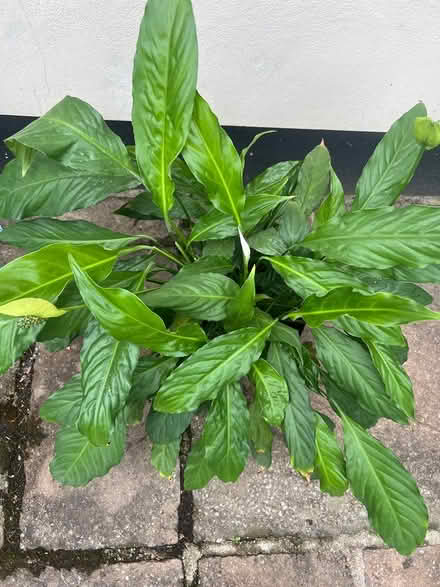 Photo of free Large Peace Lily houseplant (Orpington BR6) #2