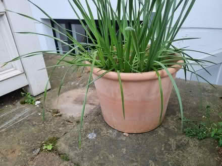 Photo of free Garden Pots (World's End SW10) #2