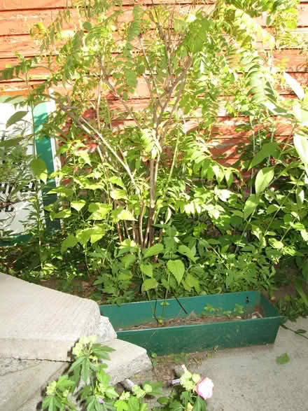 Photo of free False Spirea shrub (Old Ottawa South) #1