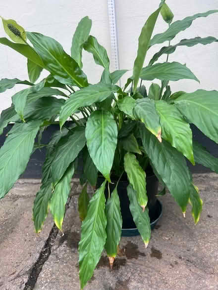 Photo of free Large Peace Lily houseplant (Orpington BR6) #1