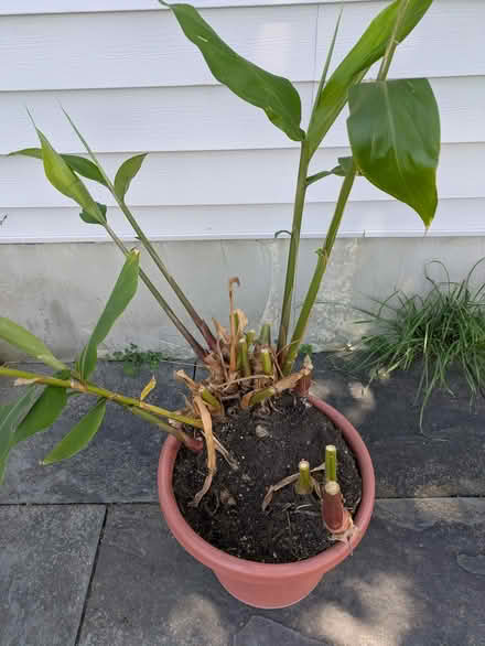 Photo of free Madagascar "loganza" plant cuttings (Brooktondale) #1