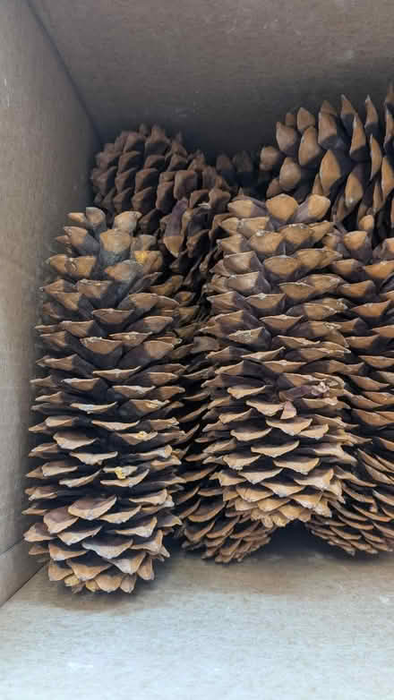Photo of free jumbo pine cones (Kent Island) #2