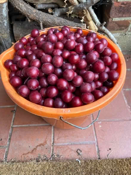 Photo of free MORE Cherry plum 4 Fruit Jam Crumbl (St Albans AL1) #1