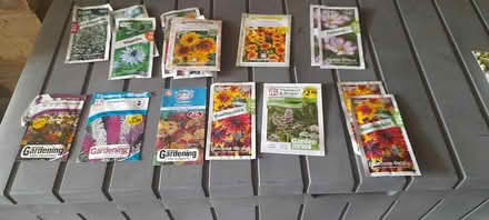 Photo of free Seeds (TN40 bexhill) #1