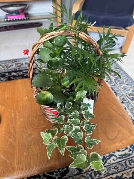Photo of free Three plants in basket (Amersham HP6) #1
