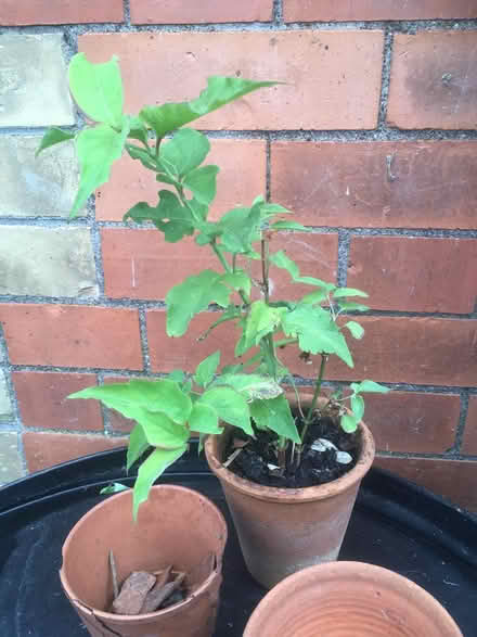 Photo of free Himalayan Honeysuckle (Wells, BA5) #1