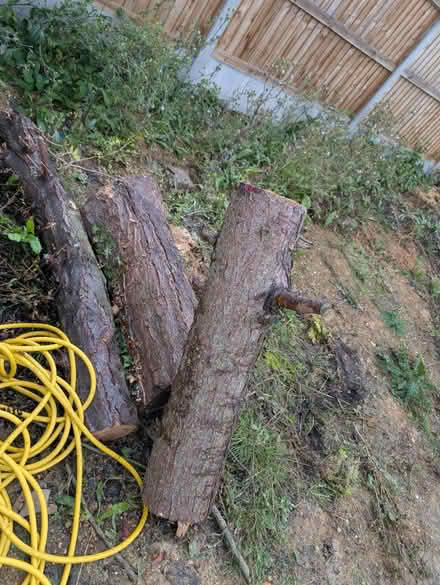 Photo of free Logs or branches kindling firewood (Stevenage SG2) #1