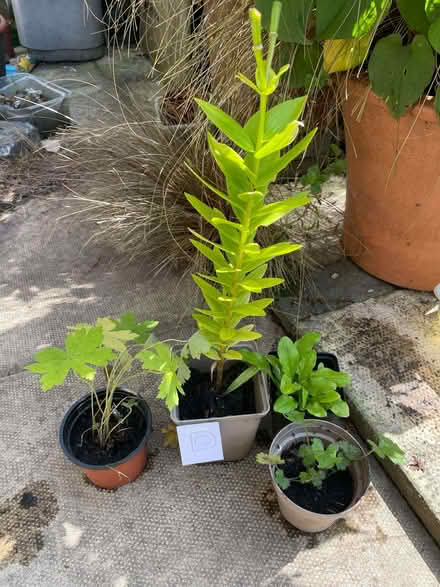 Photo of free Garden plants (D) (Morecambe LA4) #1