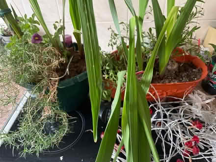 Photo of free Out door planter and lights (Chilwell NG9) #1