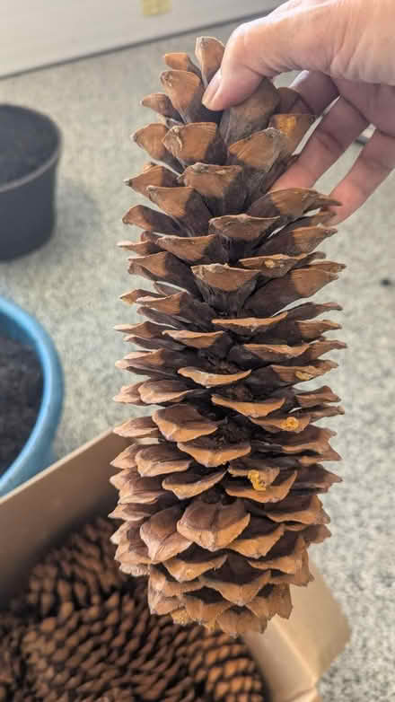 Photo of free jumbo pine cones (Kent Island) #3