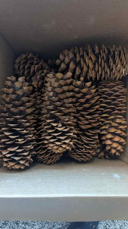 Photo of free jumbo pine cones (Kent Island) #1