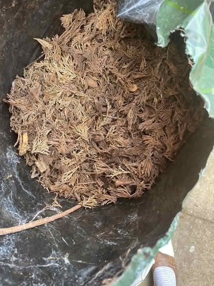 Photo of free Garden cuttings (DE6) #1