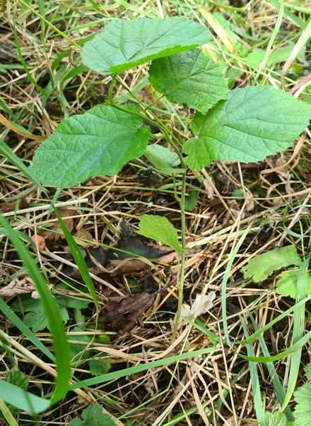 Photo of free Tiny hazel trees (Craven Road CV21) #1