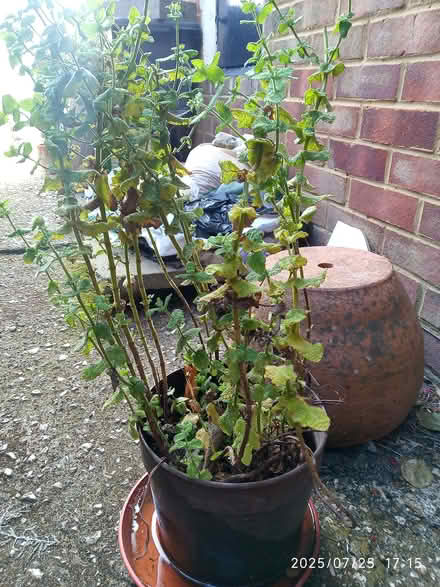 Photo of free Pot of apple mint (Carlton Hill BN2) #1