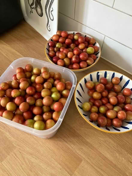 Photo of free Small plums several kilos (Darley Abbey DE22) #1