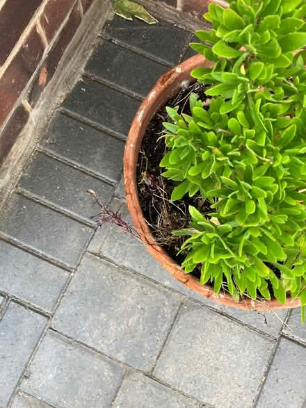 Photo of free Plant pots. (North Shields NE29) #2